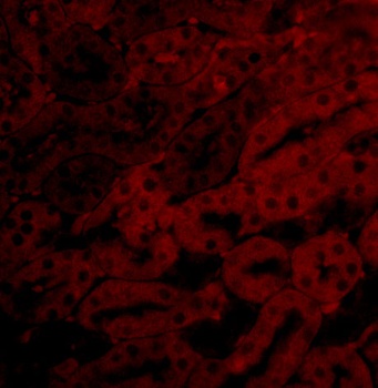 Bfl-1 Antibody