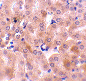 Bfl-1 Antibody