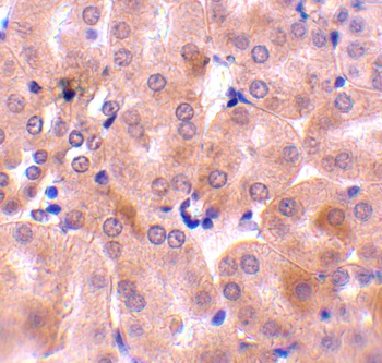 BCL2A1 Antibody