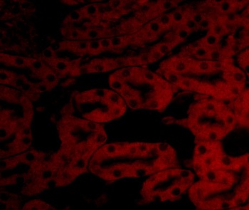 Bfl-1 Antibody