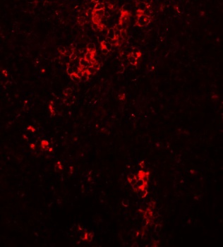 BFAR Antibody