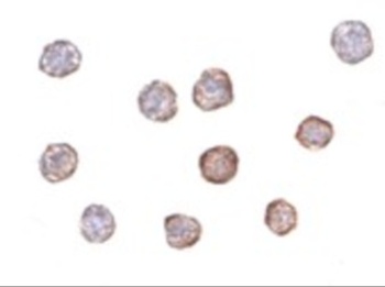 ACTB Antibody