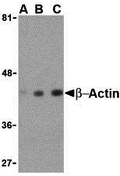 ACTB Antibody