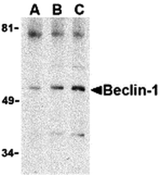 BECN1 Antibody