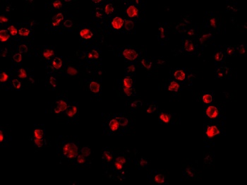 BECN1 Antibody
