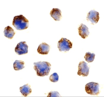 BCL10 Antibody