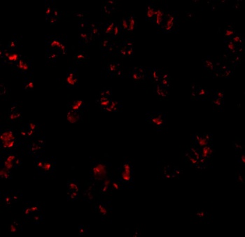 BCL10 Antibody