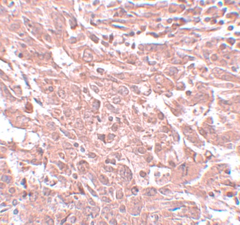 BCAS4 Antibody