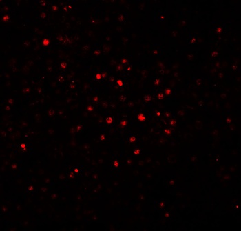 BATF Antibody