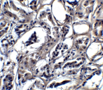 BATF3 Antibody