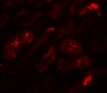 BATF3 Antibody