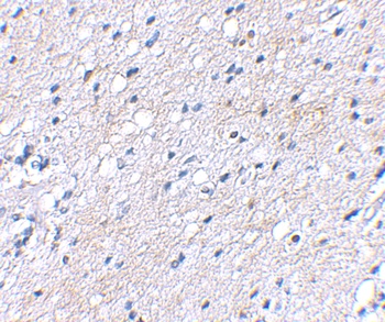 BAP3 Antibody