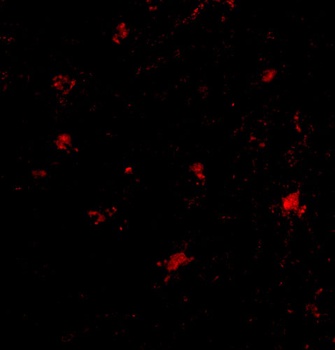 BAP3 Antibody