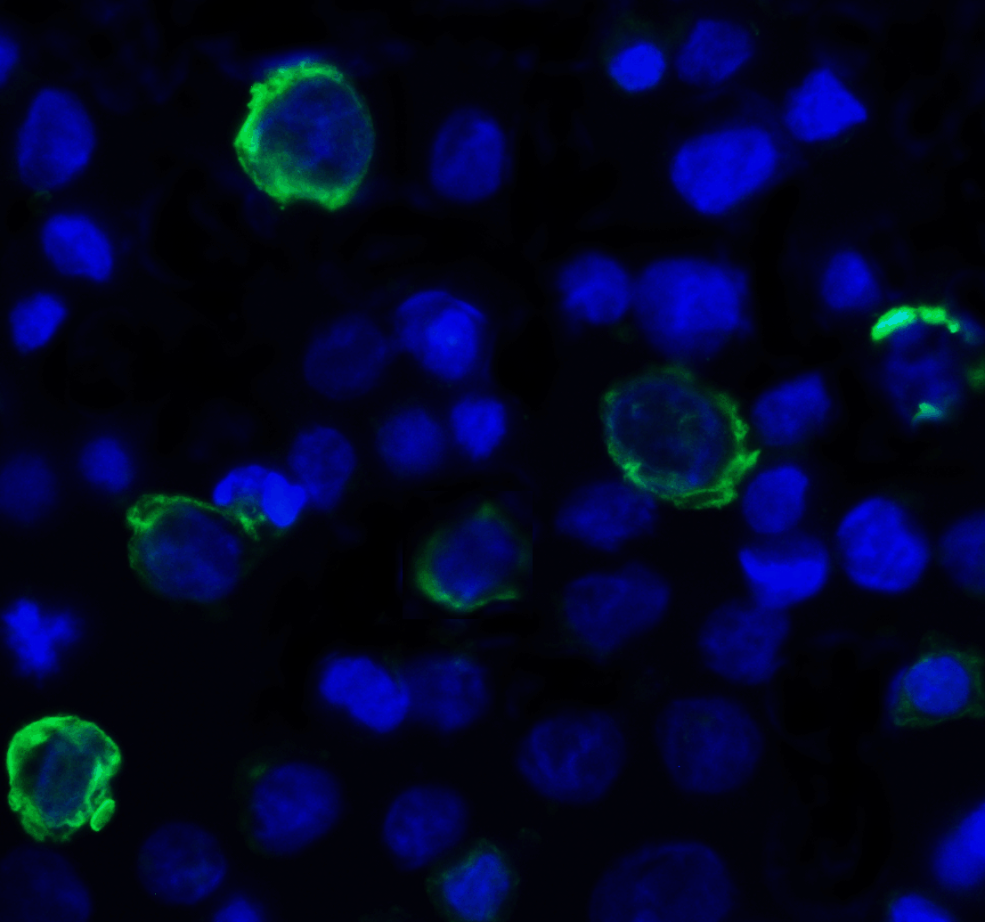 TIGIT Antibody [4A10]