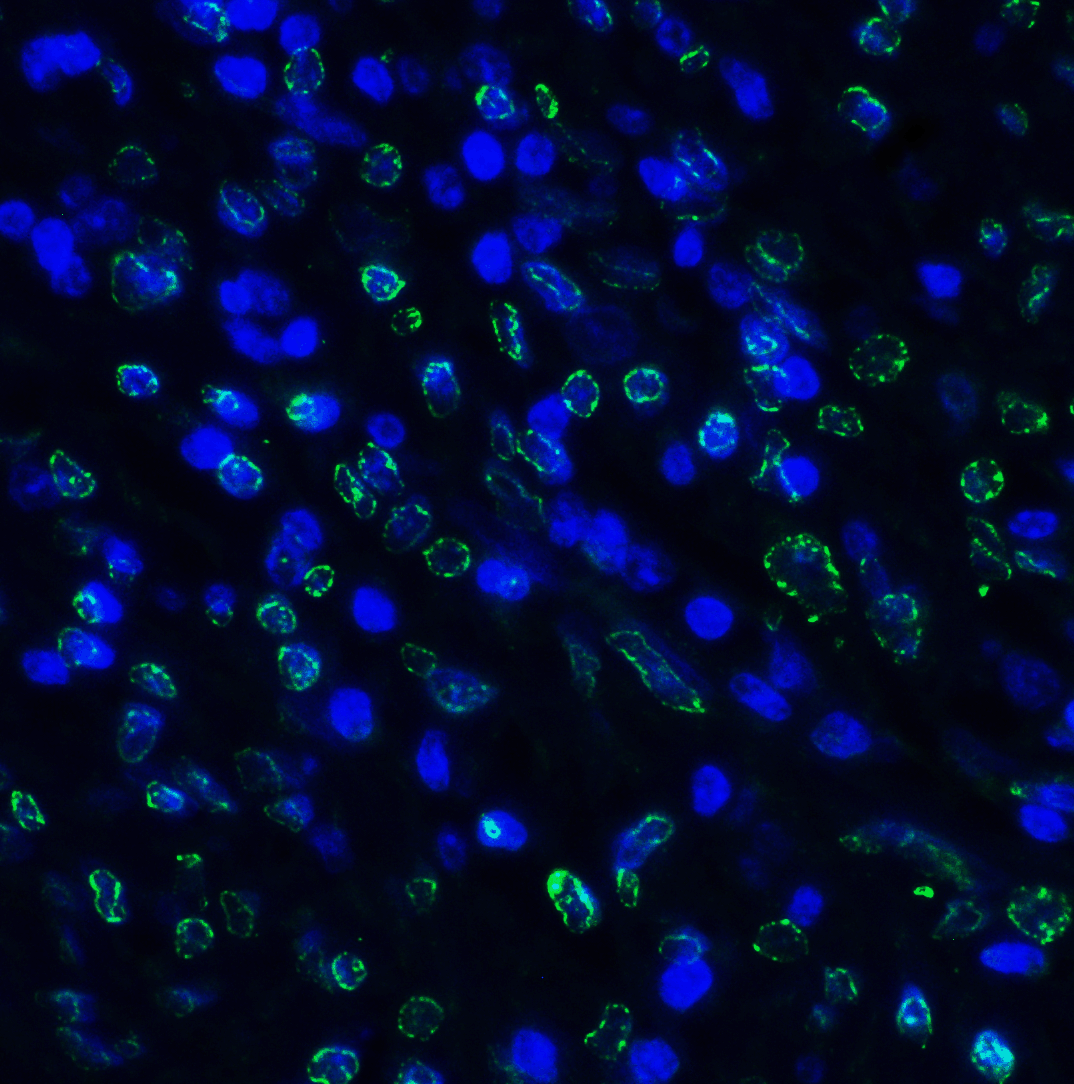 TIGIT Antibody [4A10]