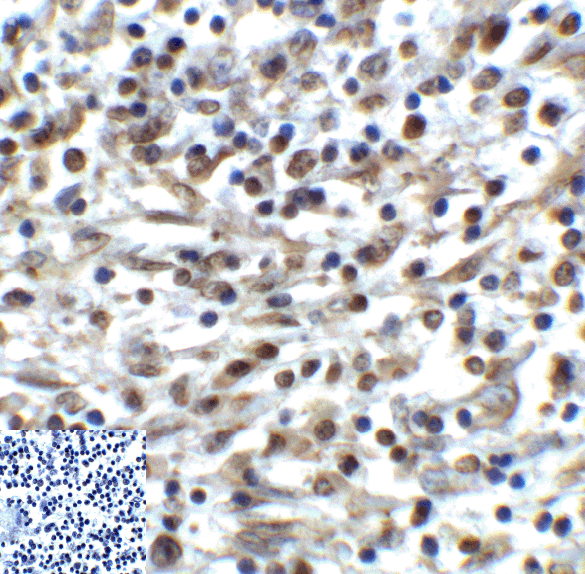 TIGIT Antibody [4A10]
