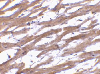 BCAP29 Antibody