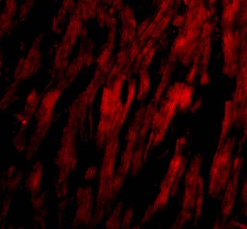 BAP29 Antibody