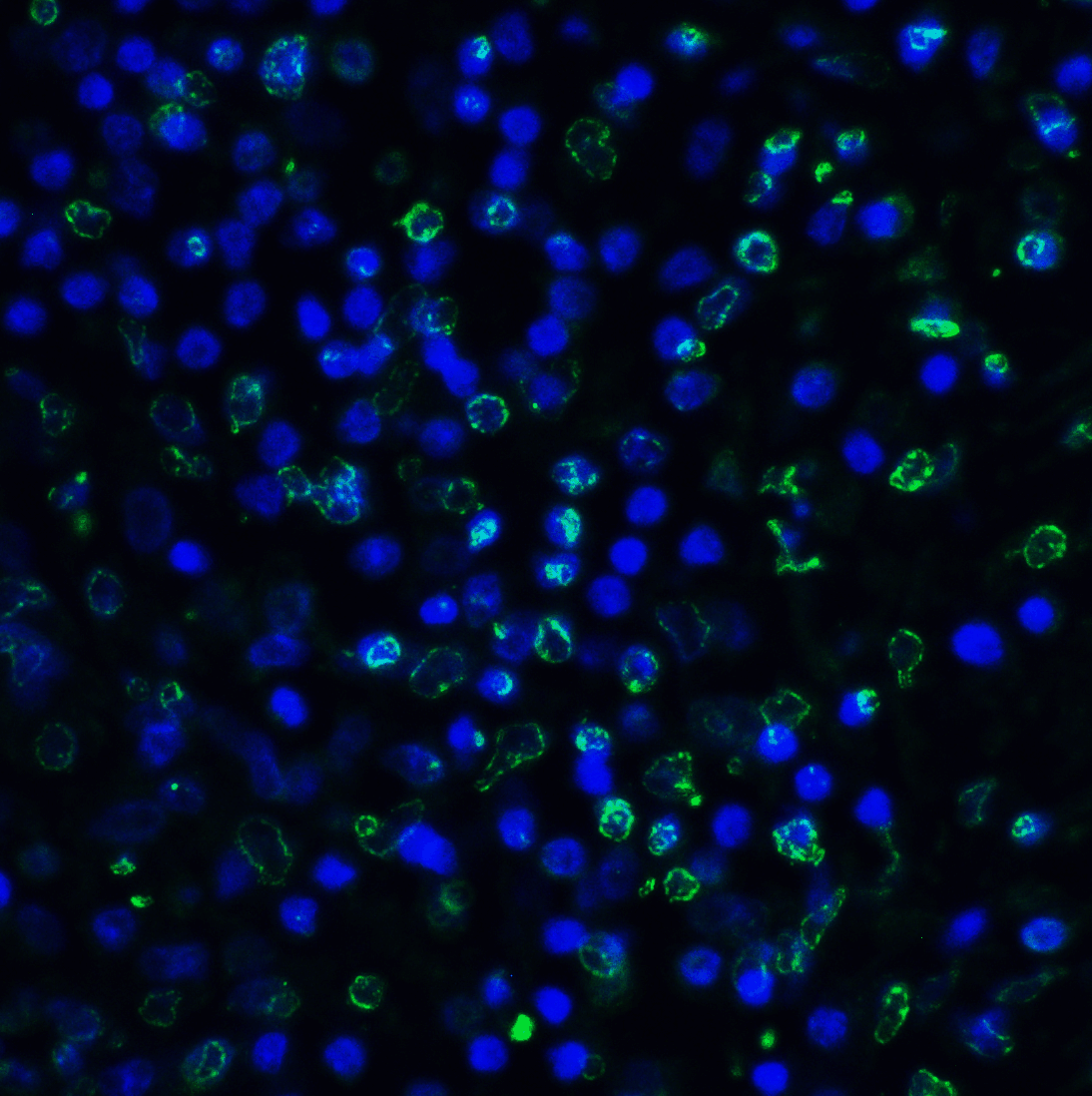 TIGIT Antibody [4A11]