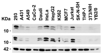 BANF1 Antibody