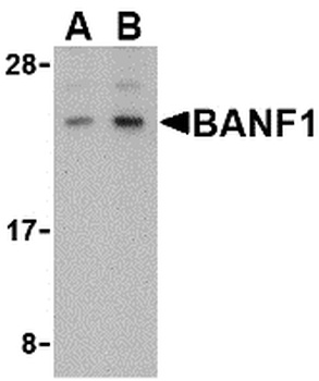 BANF1 Antibody