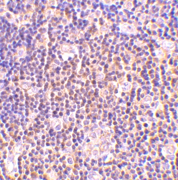 BAG-1 Antibody