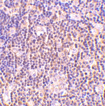 BAG1 Antibody