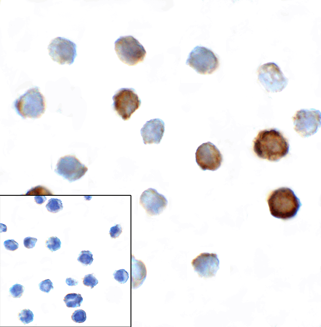 TIGIT Antibody [4A12]