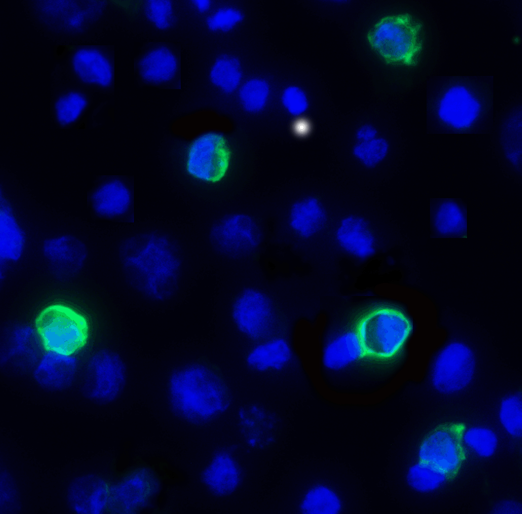 TIGIT Antibody [4A12]