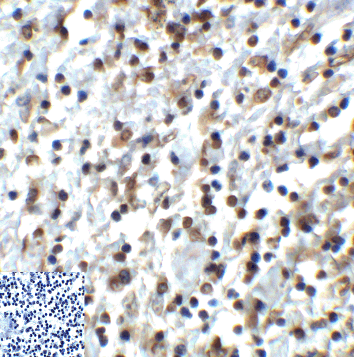 TIGIT Antibody [4A12]