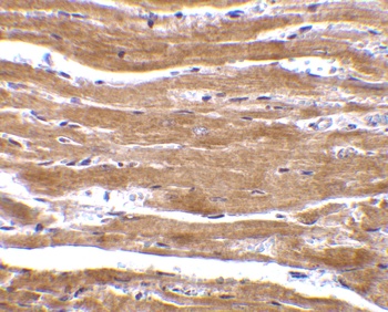 BACE2 Antibody