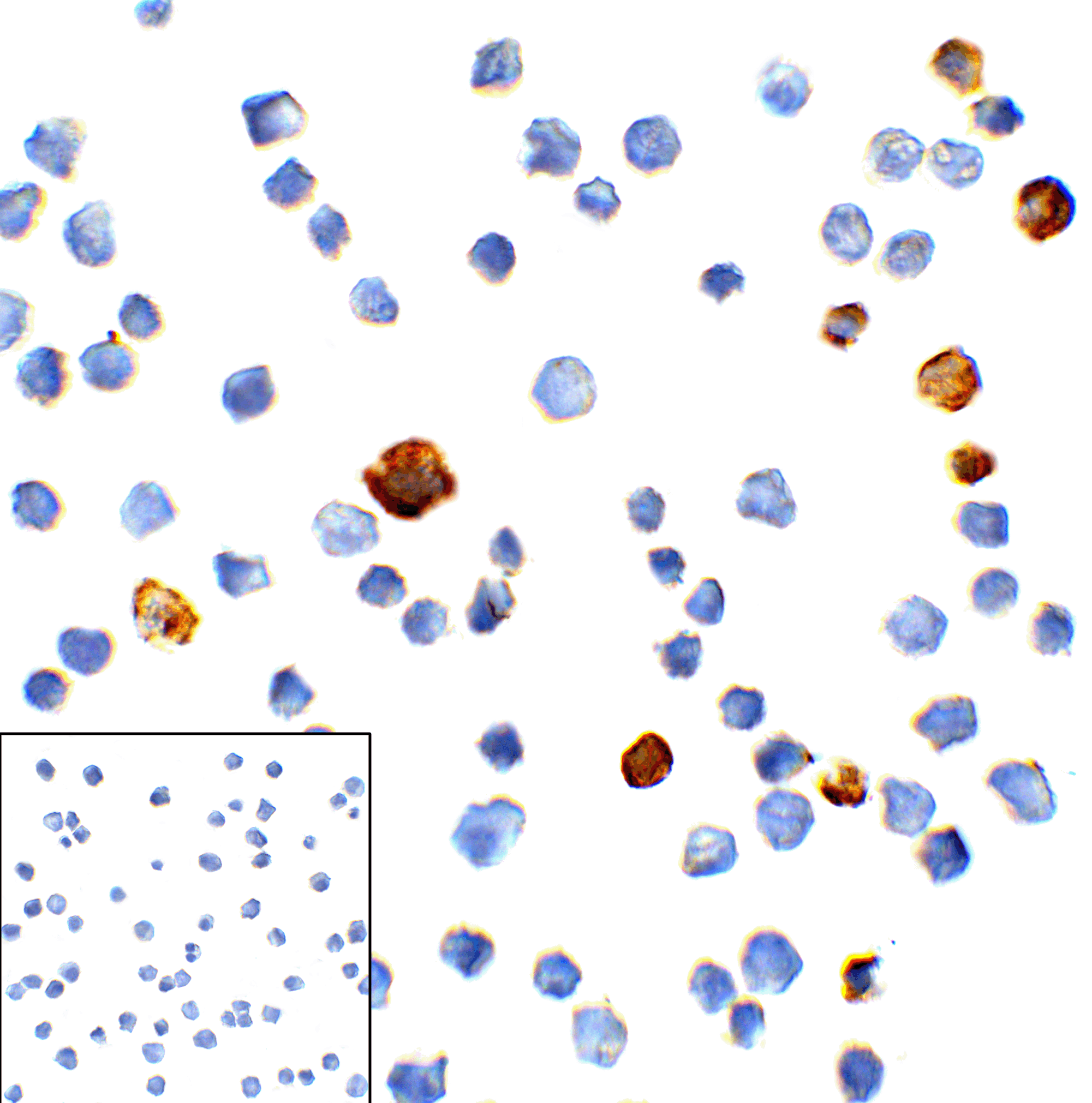 TIM3 Antibody [10C10]