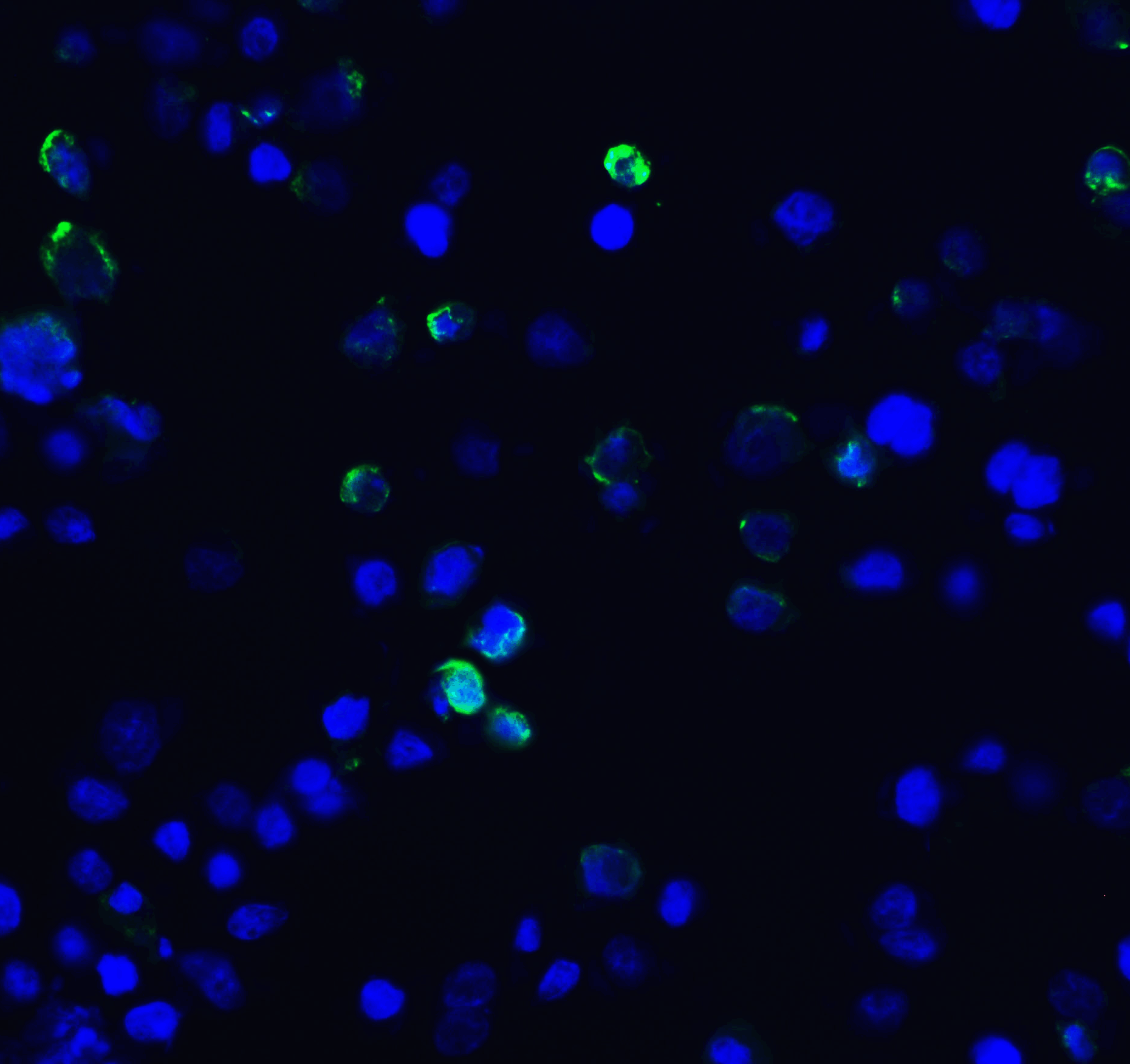 TIM3 Antibody [10C10]