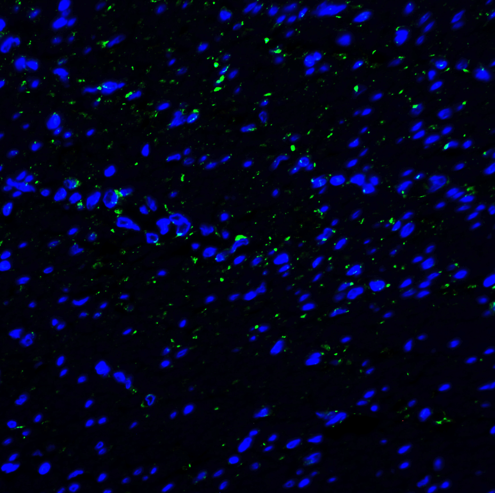 TIM3 Antibody [10C10]