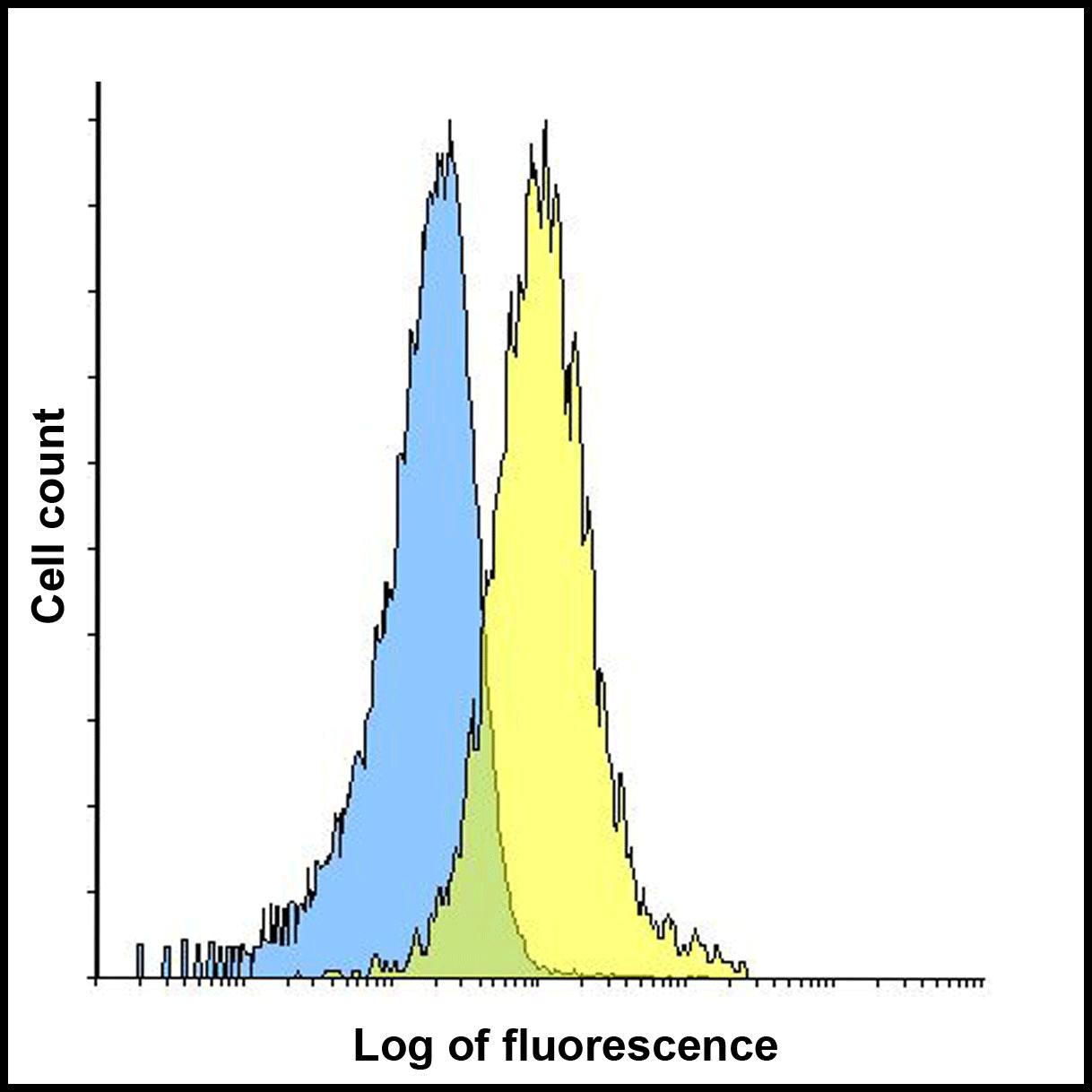 TIM3 Antibody [10C10]