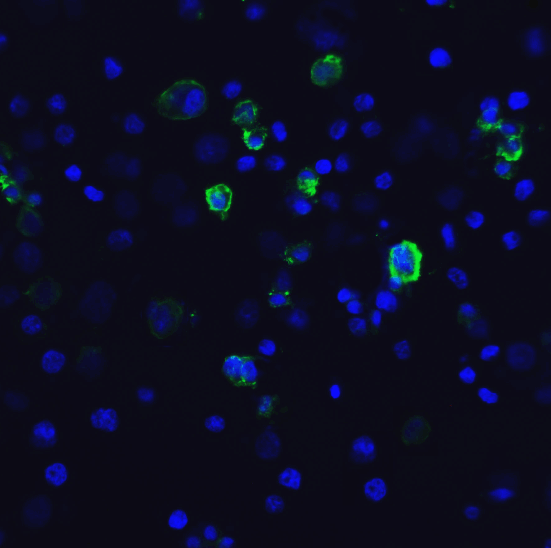 TIM3 Antibody [1B10]