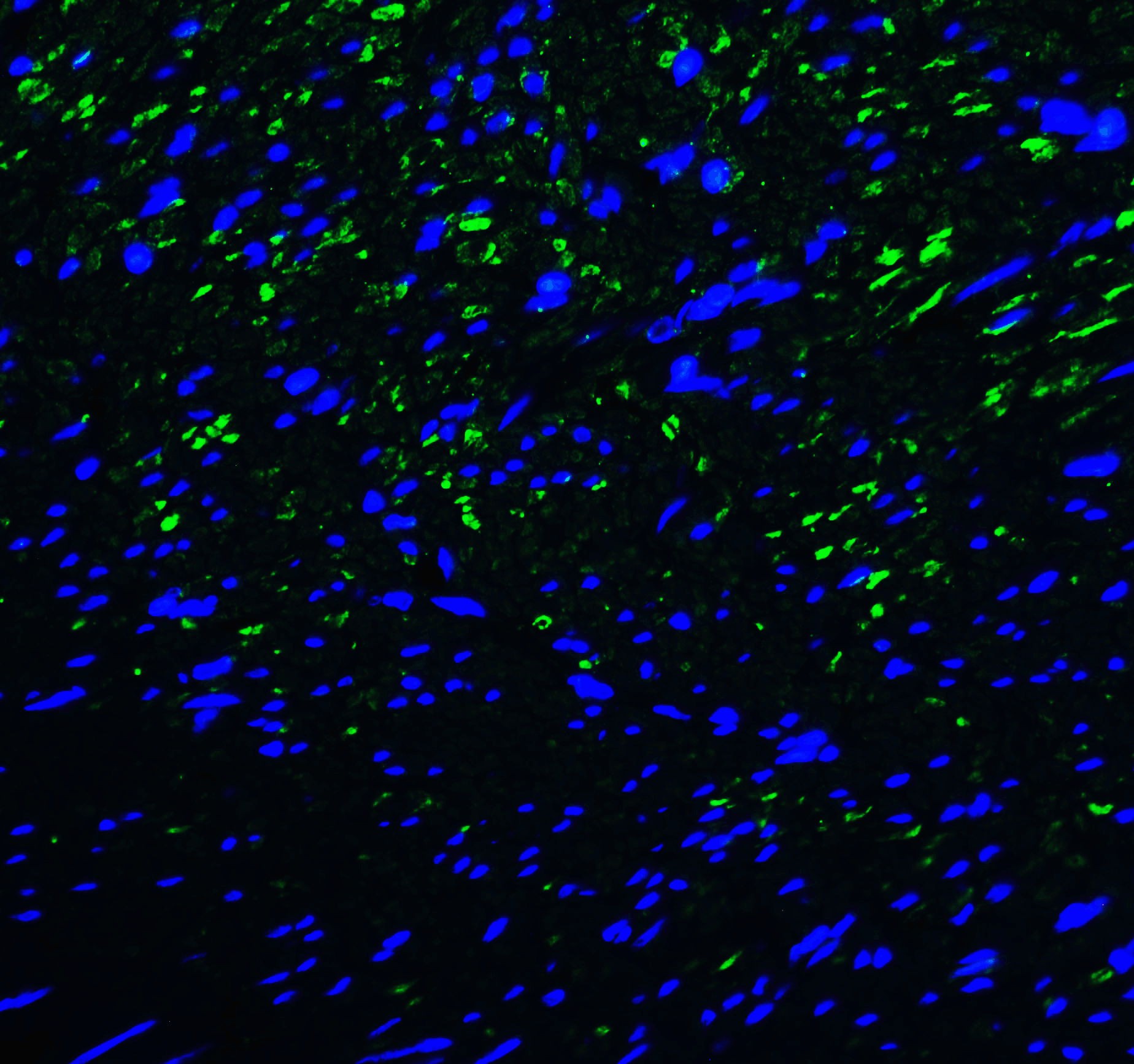 TIM3 Antibody [1B10]