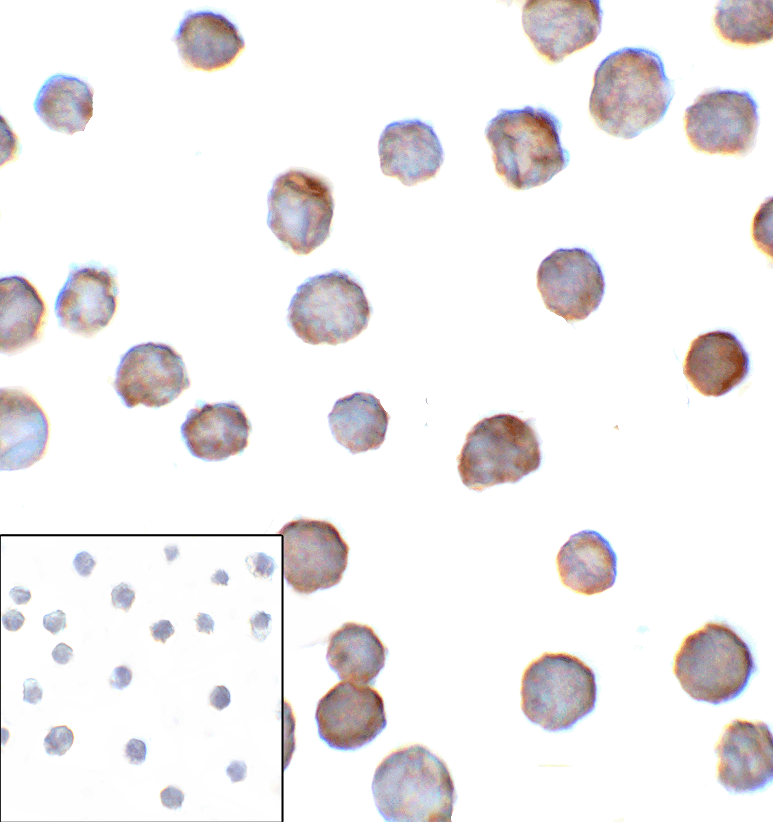 CD276 Antibody