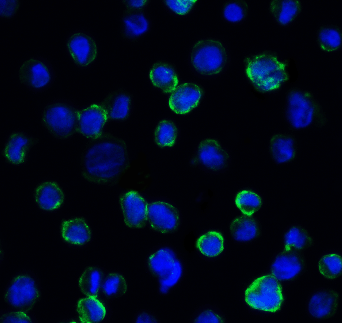 B7H3 Antibody [2H5]