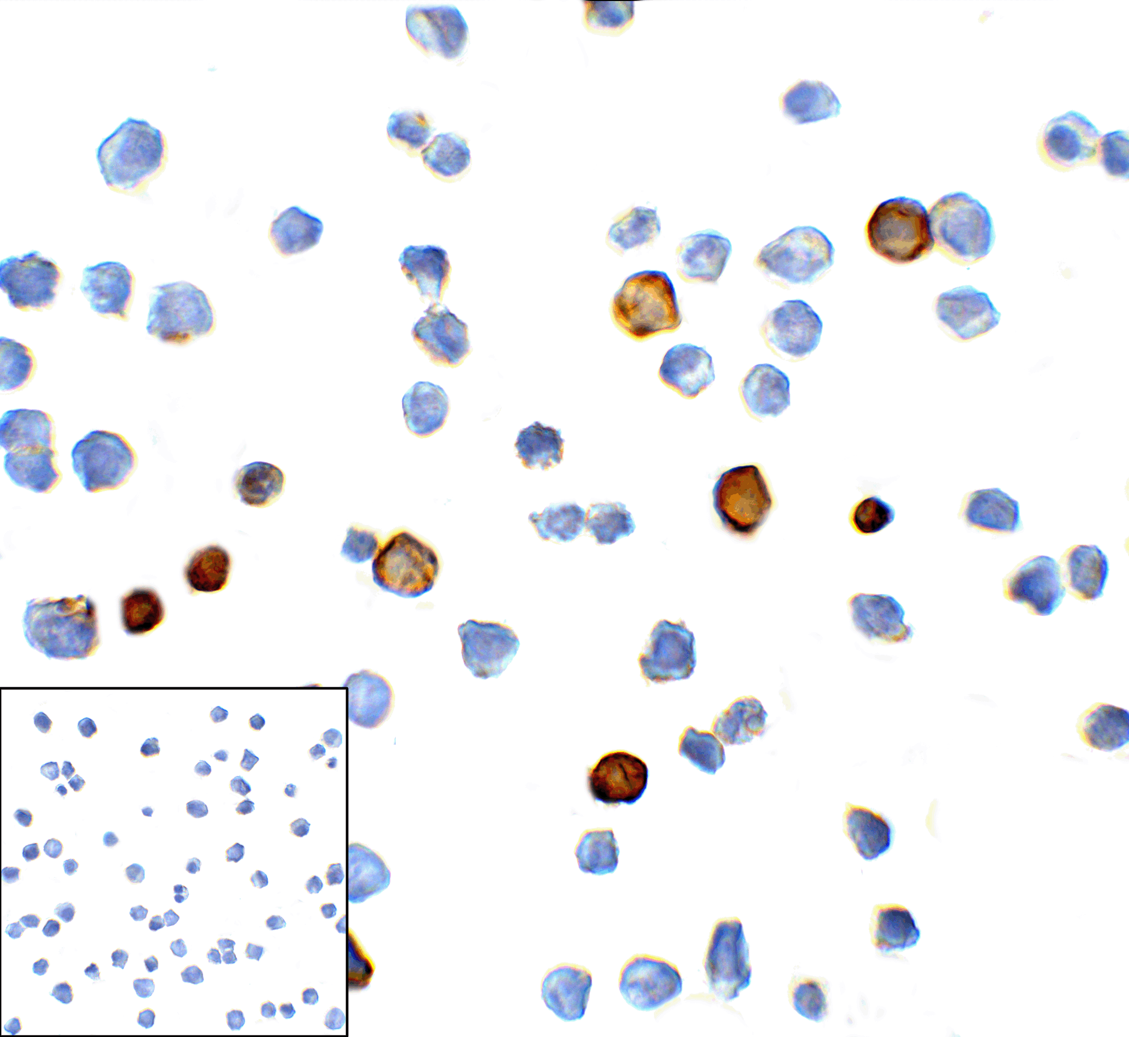 HAVCR2 Antibody