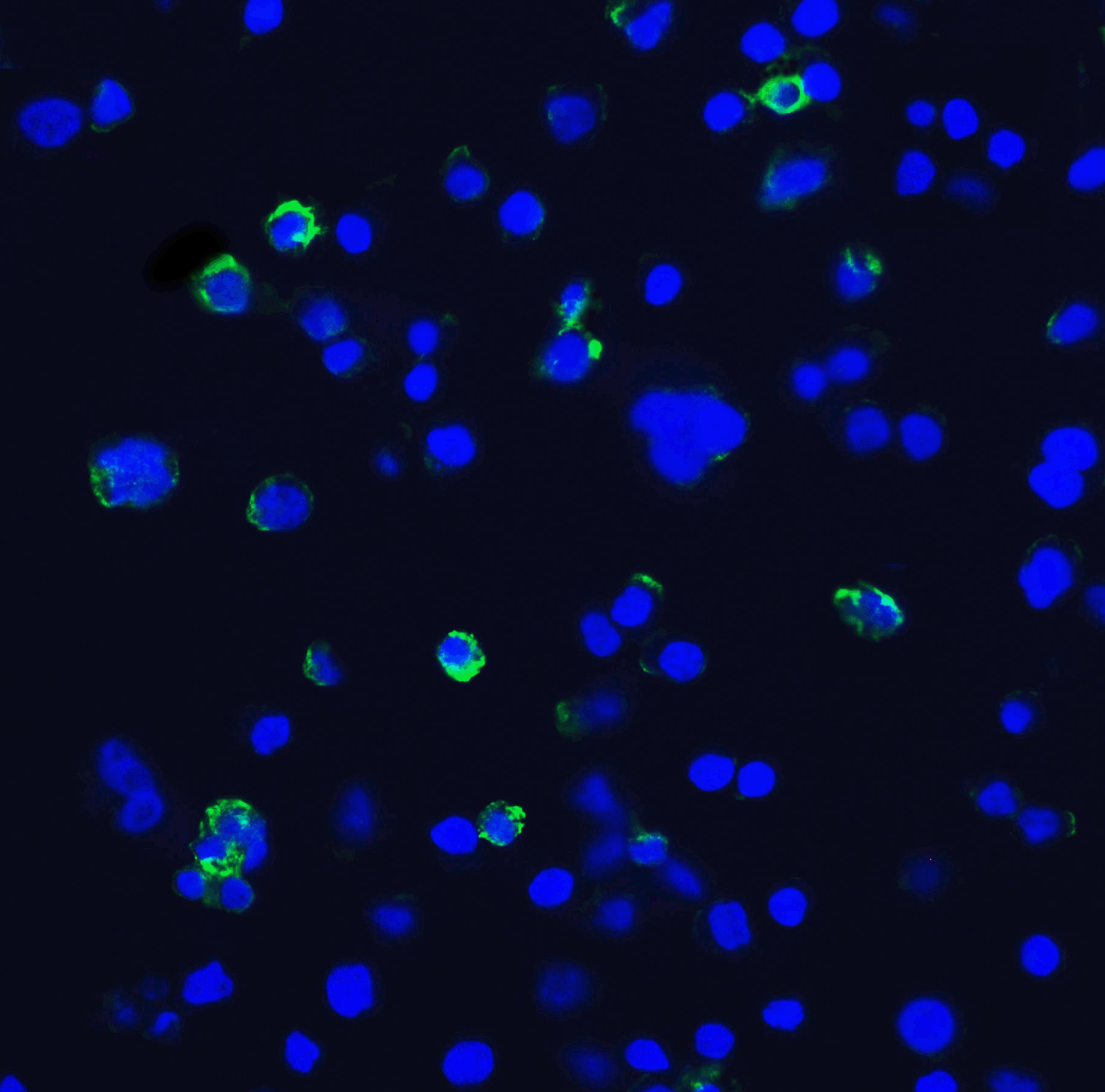 HAVCR2 Antibody