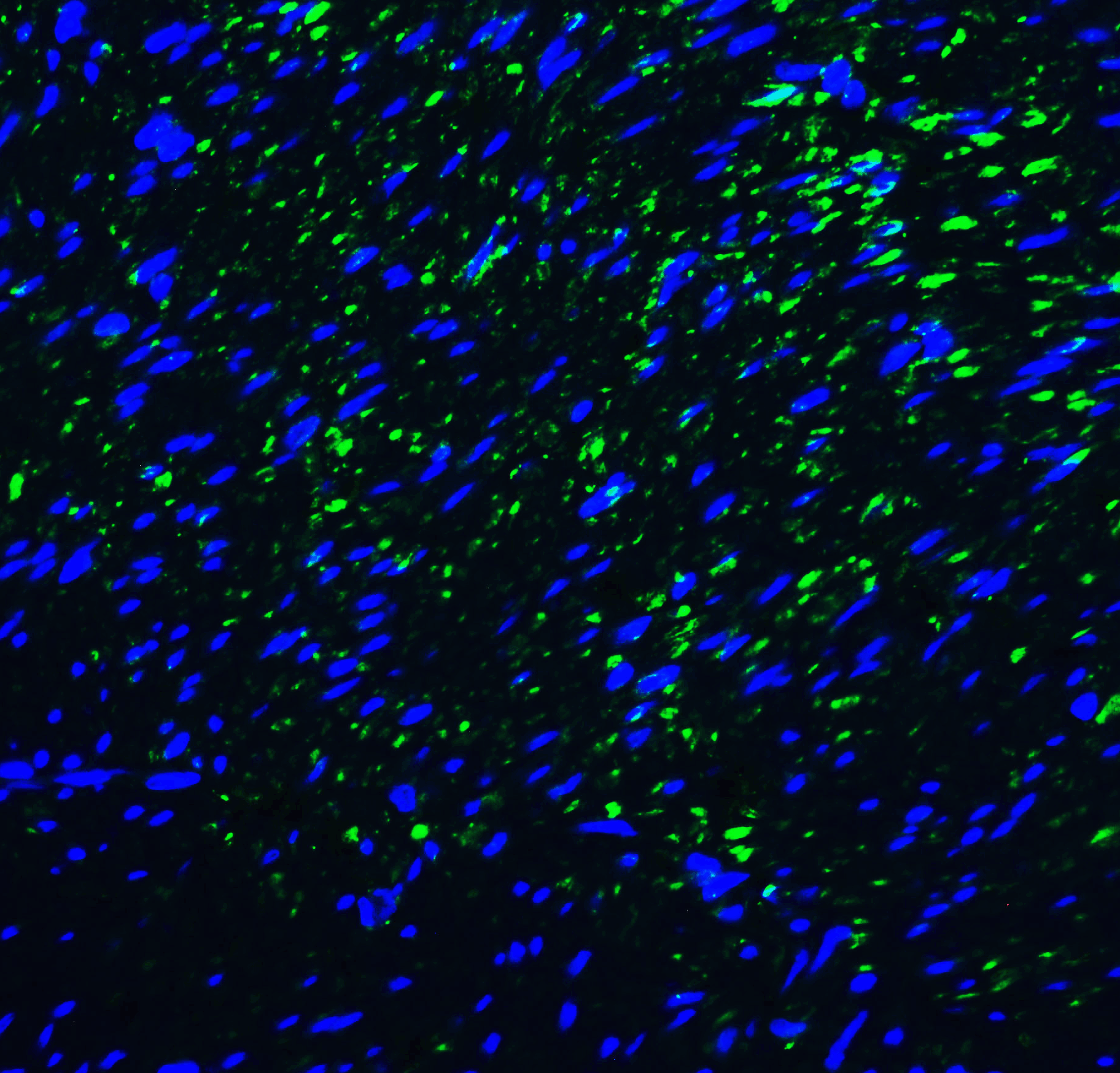 HAVCR2 Antibody