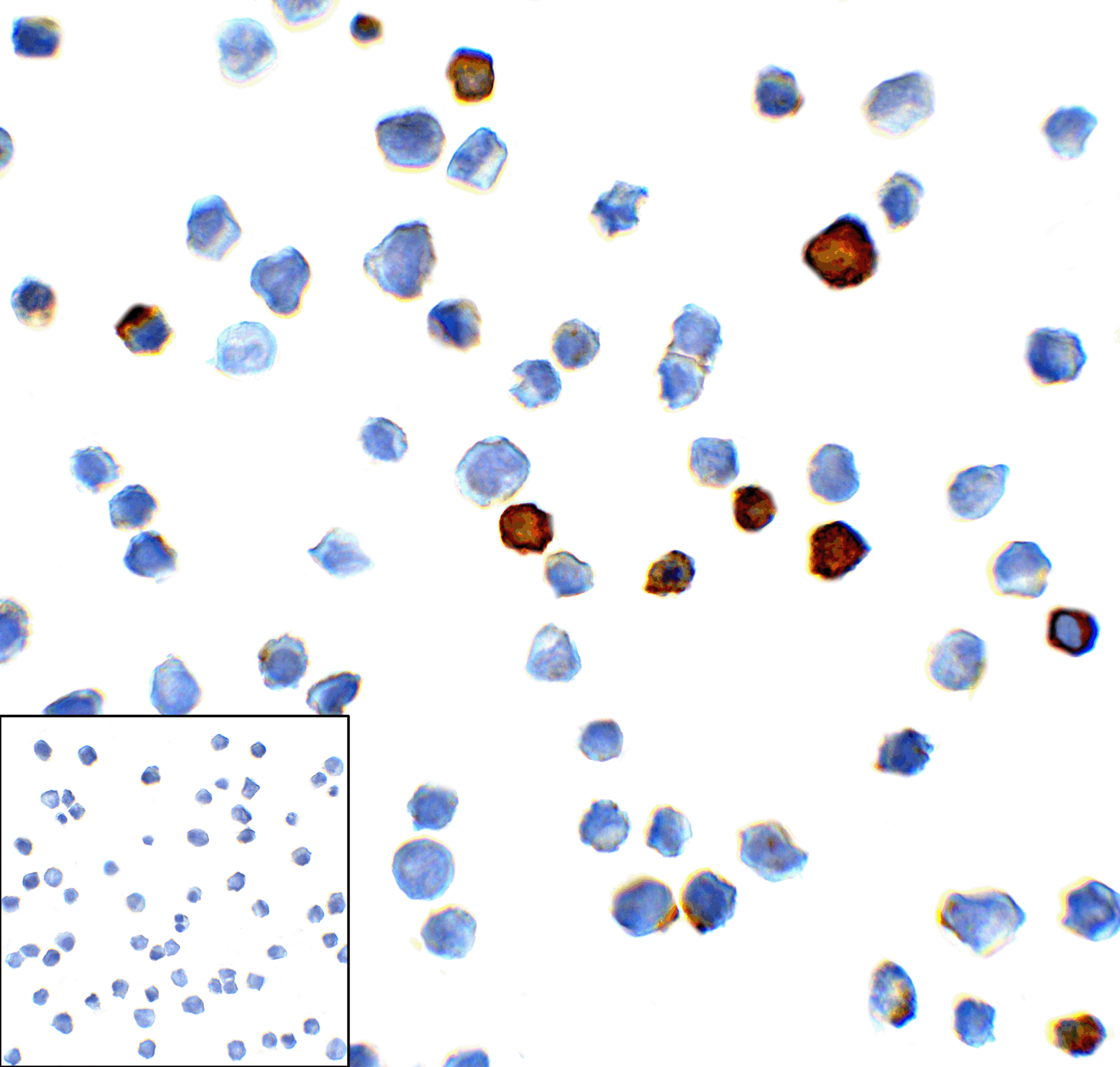 TIM3 Antibody [2A6]