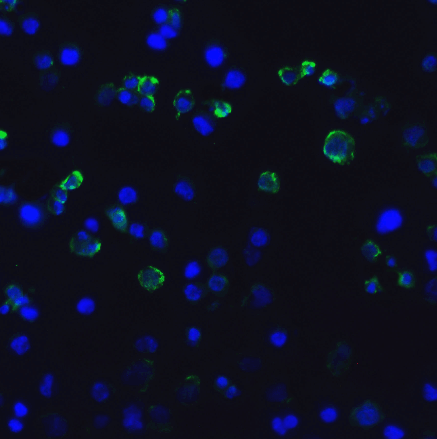 HAVCR2 Antibody