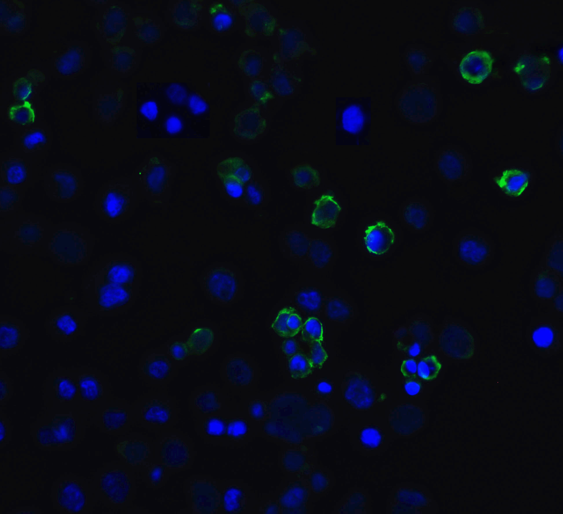 HAVCR2 Antibody