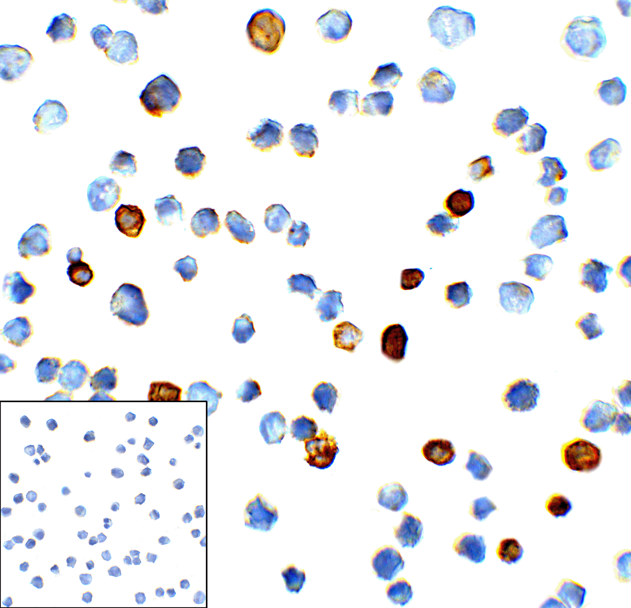 HAVCR2 Antibody