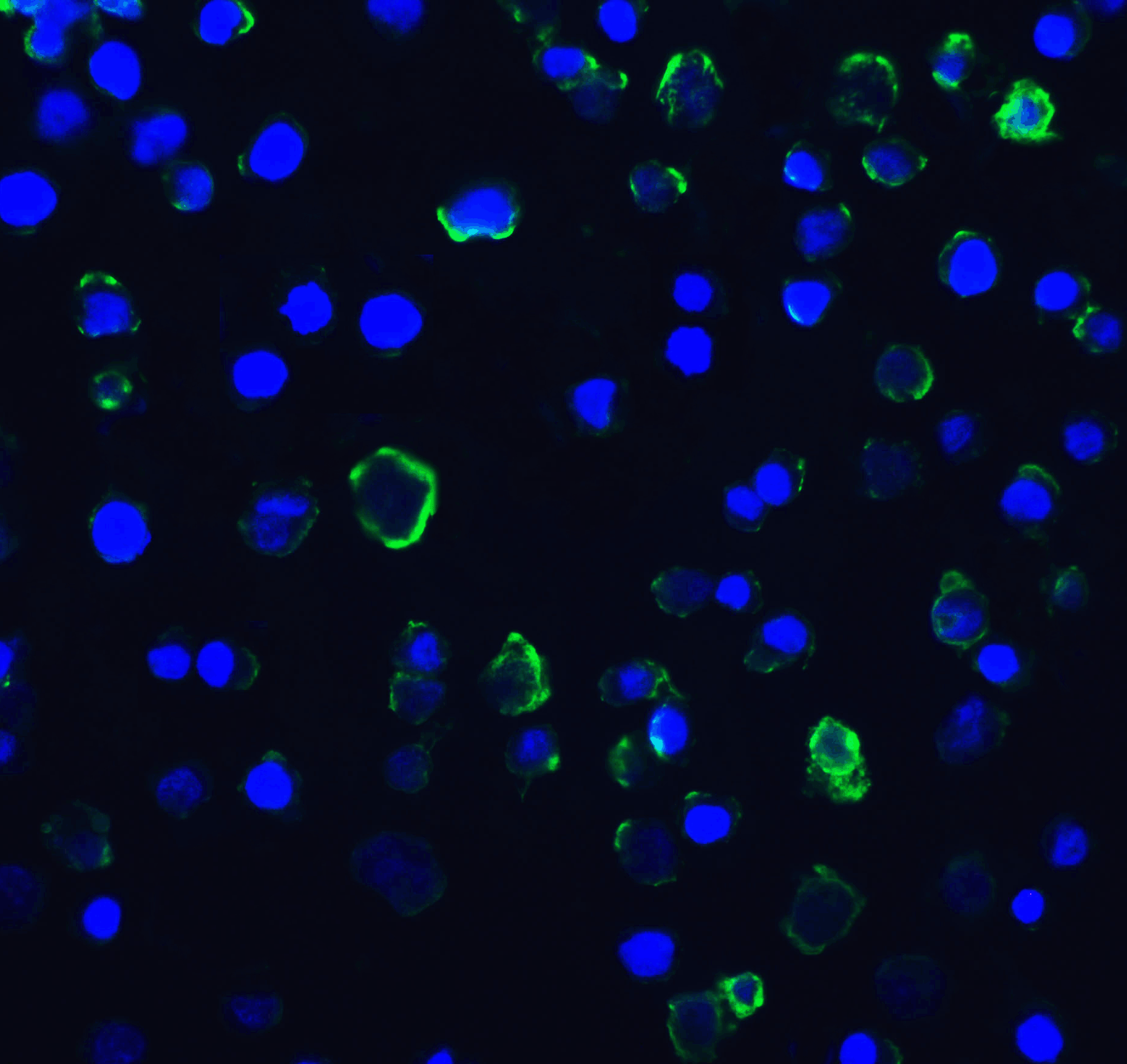 HAVCR2 Antibody