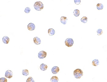 TIM-4 Antibody