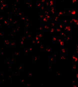 TIM-4 Antibody