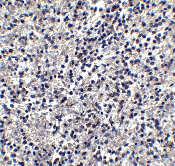 TIM-4 Antibody